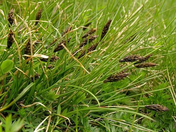 Carex pyrenaica