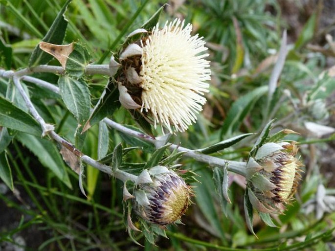 Carlina salicifolia