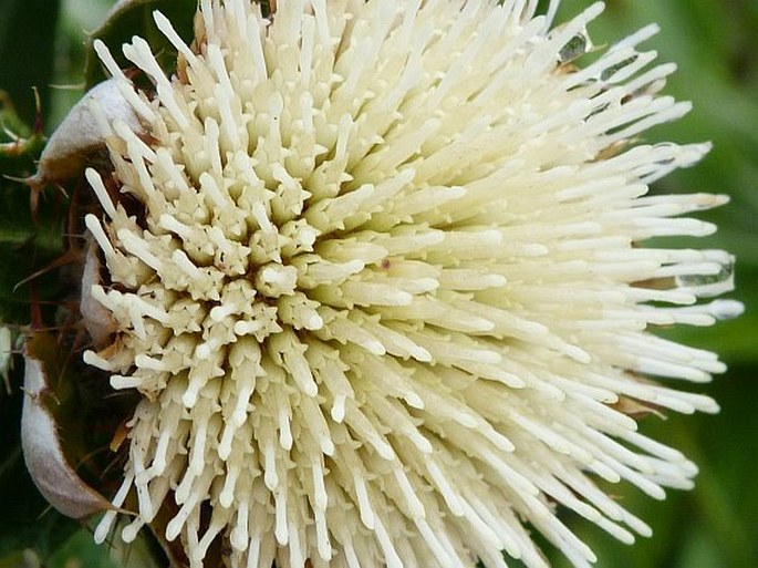 Carlina salicifolia