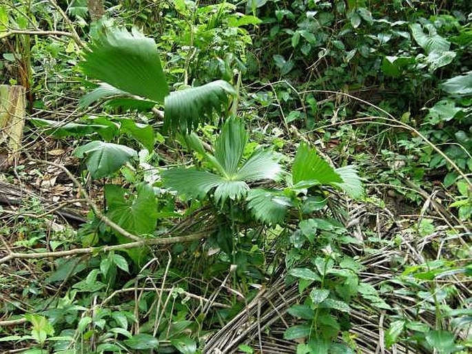 Carludovica palmata