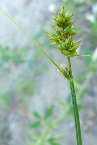 Carex pairae