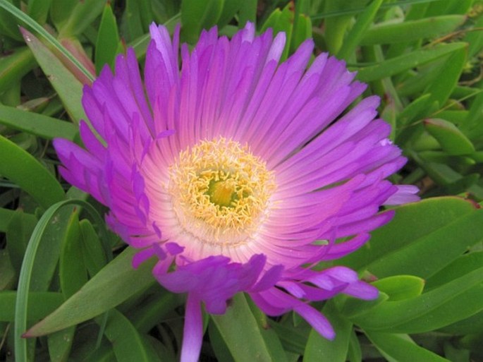 CARPOBROTUS AEQUILATERUS (Haw.) N. E. Br.