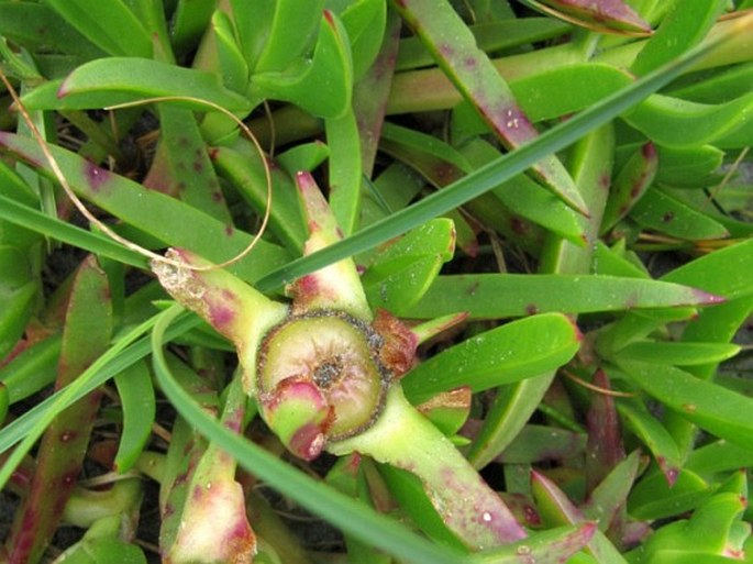 Carpobrotus aequilaterus