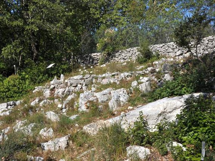 Giardino Botanico Carsiana