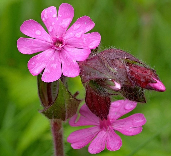 Caryophyllaceae