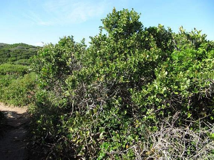 Gymnosporia procumbens