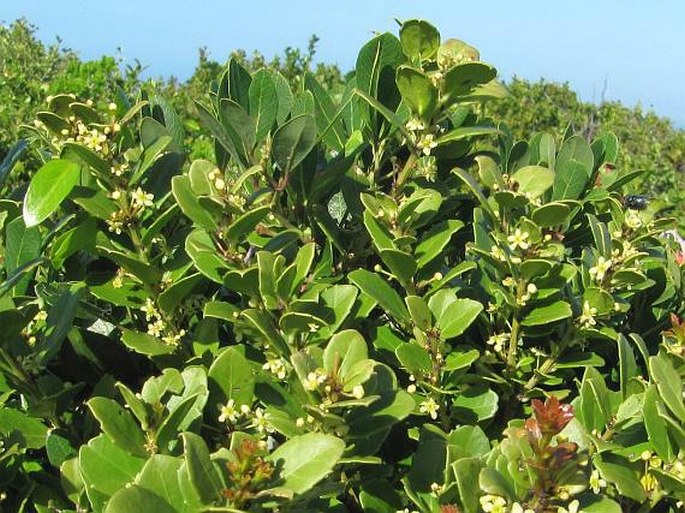 Gymnosporia procumbens