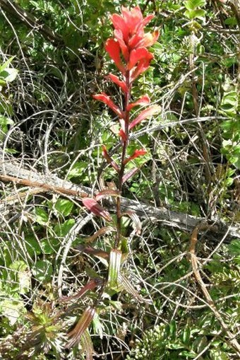 Castilleja irasuensis