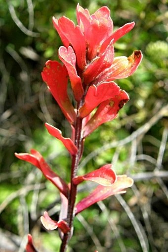 Castilleja irasuensis