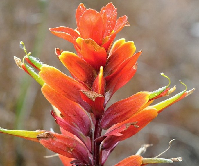 CASTILLEJA IRASUENSIS Oerst.