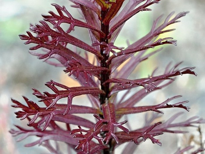 Castilleja irasuensis