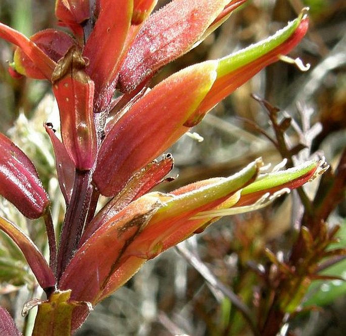 Castilleja irasuensis