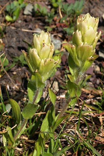 Castilleja occidentalis