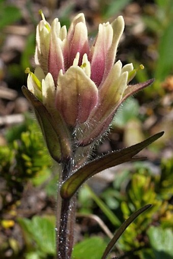 Castilleja occidentalis