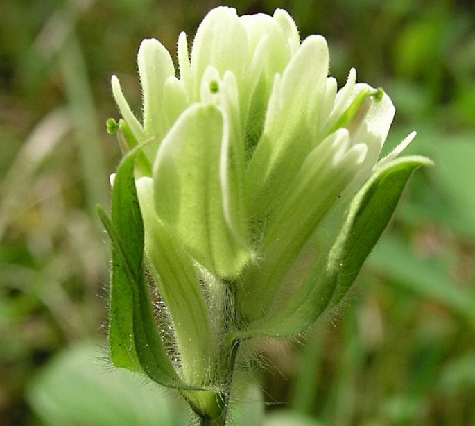 Castilleja occidentalis