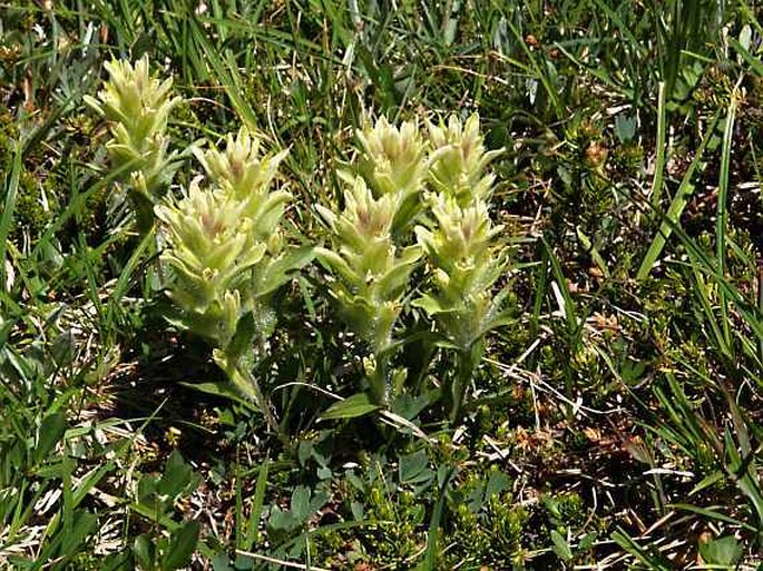 Castilleja occidentalis