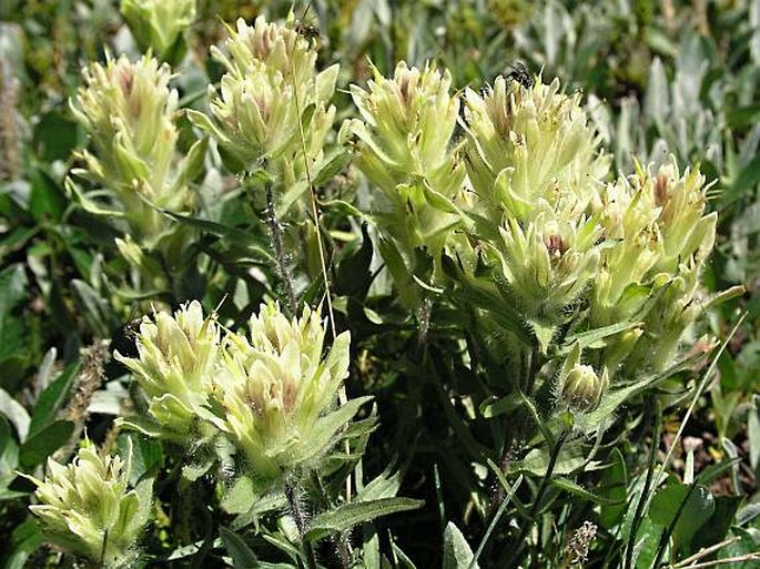 Castilleja occidentalis