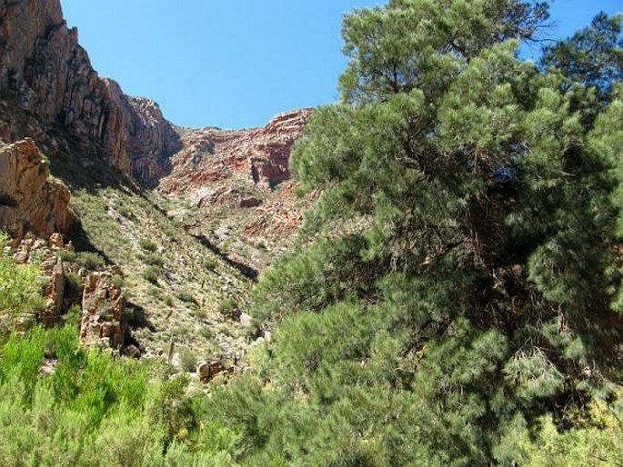 Casuarina cunninghamiana