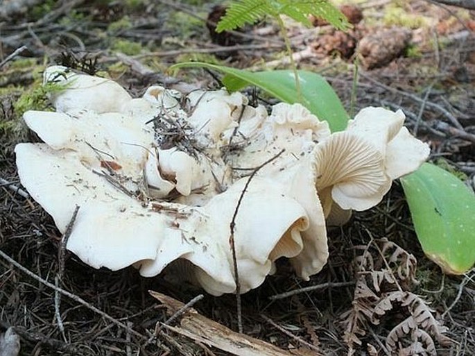 Cantharellus subalbidus