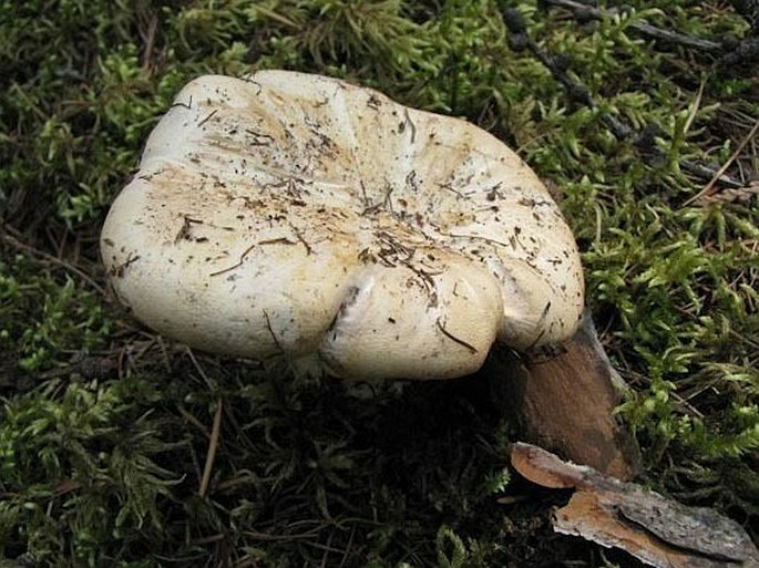 Cantharellus subalbidus