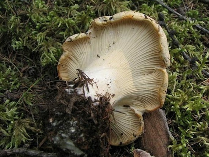 Cantharellus subalbidus