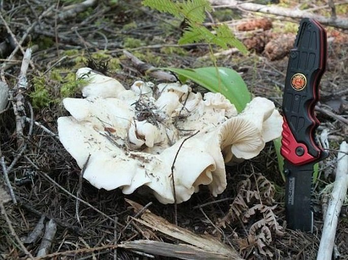 Cantharellus subalbidus