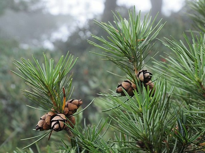 CATHAYA ARGYROPHYLLA Chun et Kuang – kataja stříbrolistá