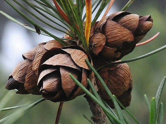 Cathaya argyrophylla