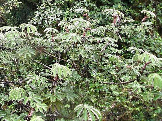 Cecropia angustifolia