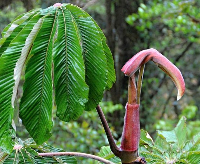 Cecropia angustifolia