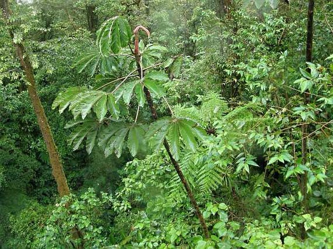 Cecropia angustifolia