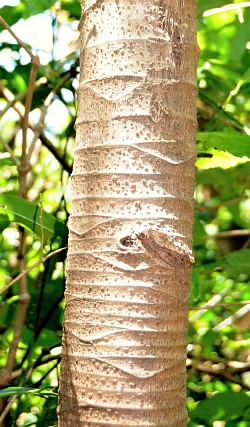 Cecropia peltata