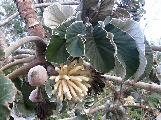 Cecropia peltata