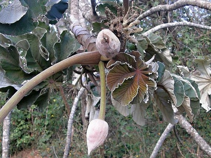 Cecropia peltata