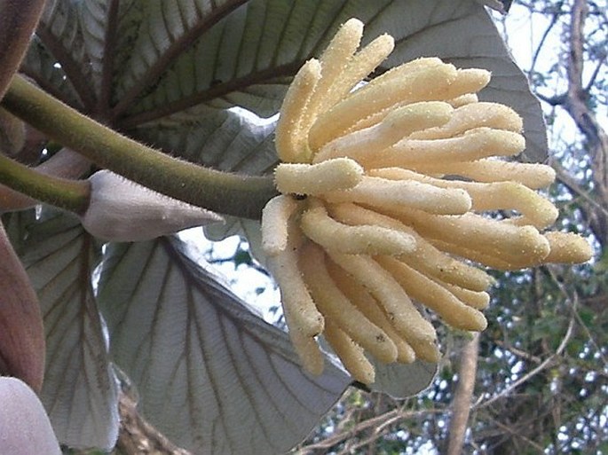 Cecropia peltata