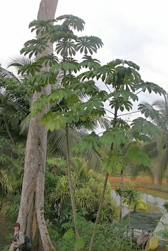 Cecropia obtusifolia