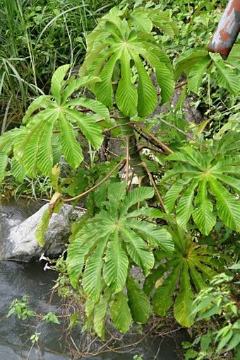 Cecropia obtusifolia