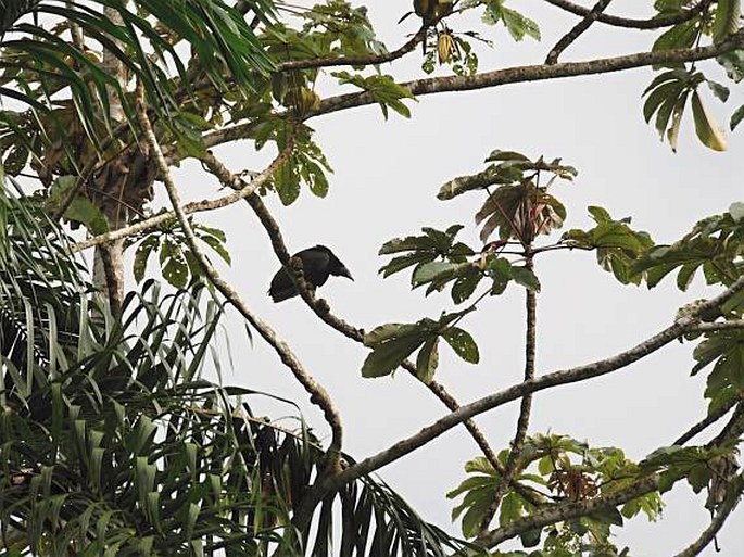 Cecropia obtusifolia