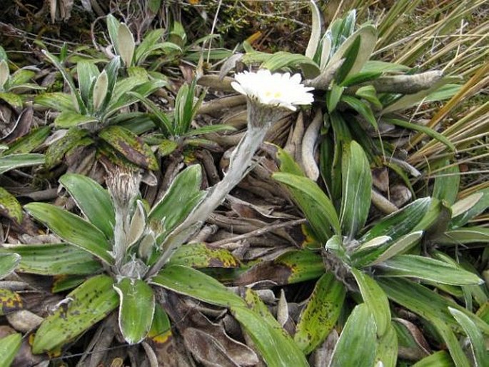 Celmisia spectabilis