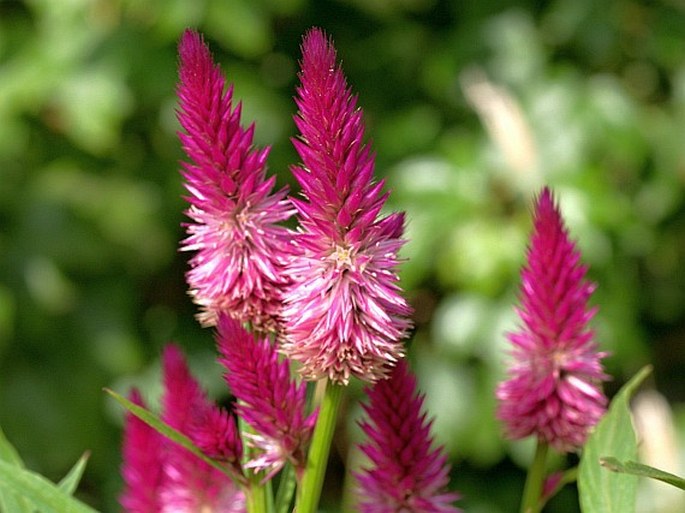 CELOSIA ARGENTEA L. - nevadlec hřebenitý / plamenník striebristý