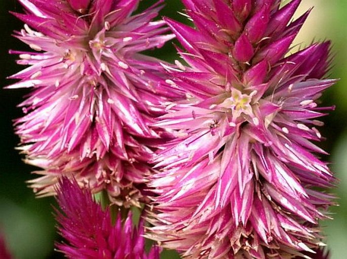 Celosia argentea