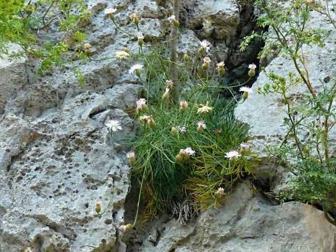 Centaurea filiformis