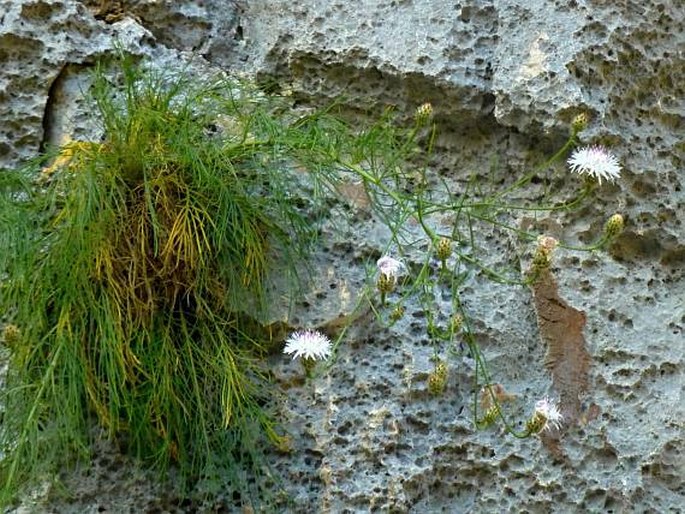 Centaurea filiformis