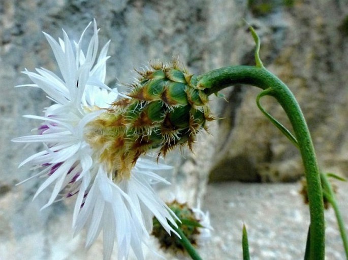 Centaurea filiformis