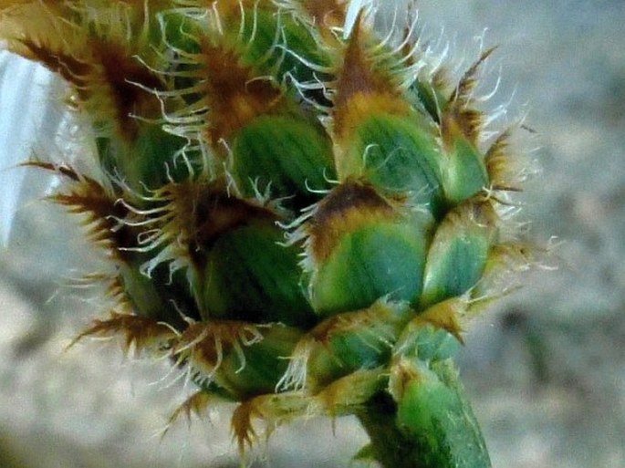 Centaurea filiformis