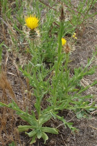 Centaurea melitensis