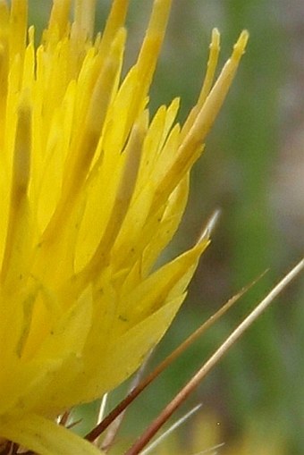 Centaurea melitensis