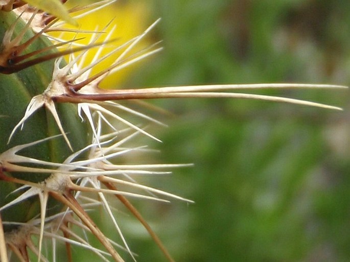 Centaurea melitensis