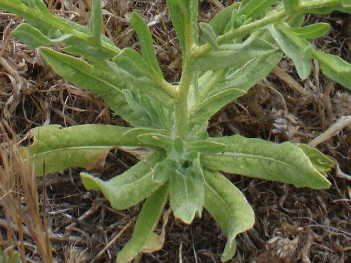 Centaurea melitensis