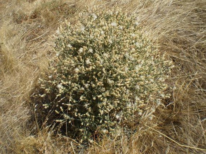 Centaurea diffusa